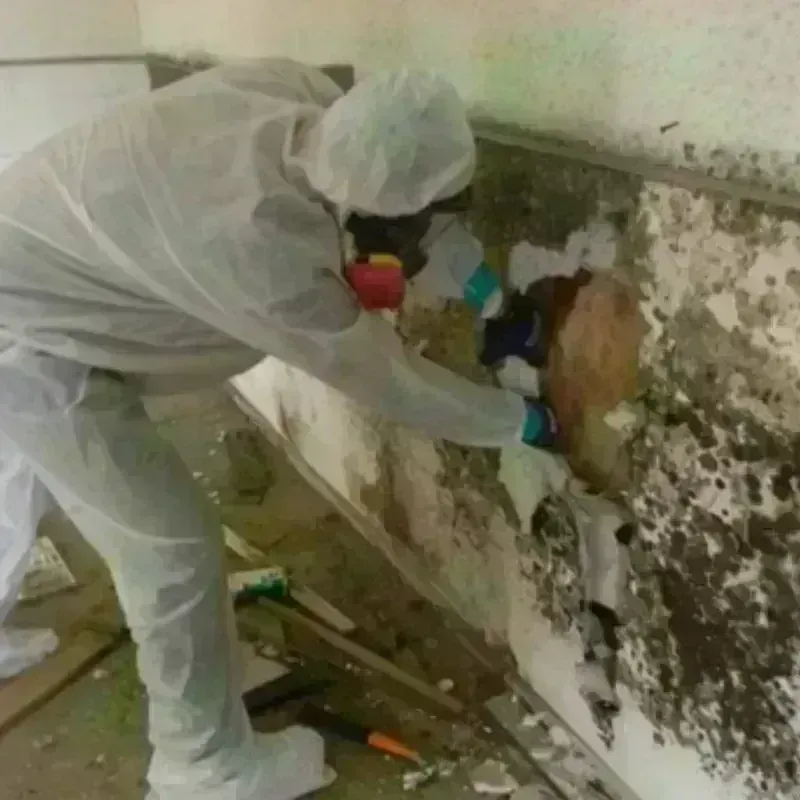 Mold Remediation and Removal in Columbus Grove, OH